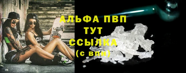 сатива Новозыбков